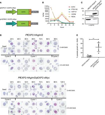 Dissecting EXP2 sequence requirements for protein export in malaria parasites